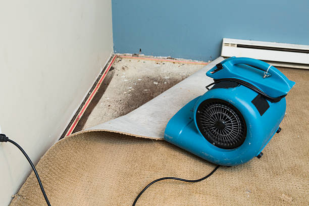 Best Mold removal after water damage  in Belle Isle, FL